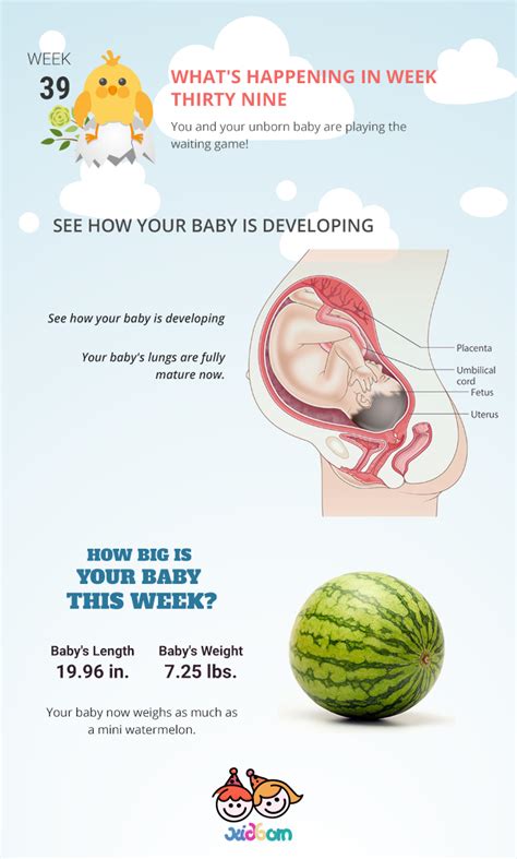 does a 39 week gestation male's testes drop in scrotum|how long until a testicle drops.